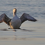 Yellow-billed Loon  "Gavia adamsii"